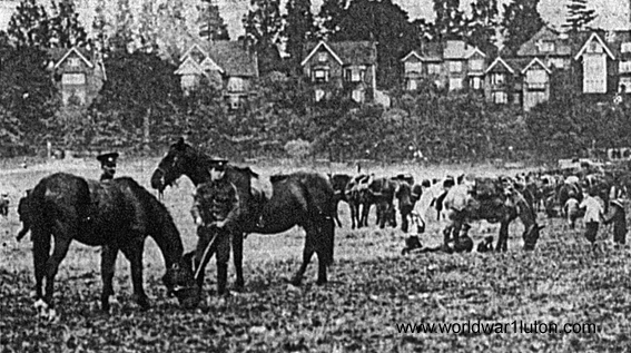 Horse lines at Dallow Road Rec