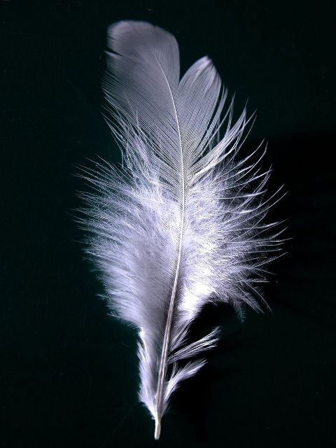 White feather